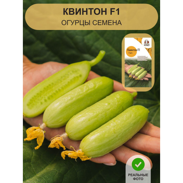 КВИНТОН