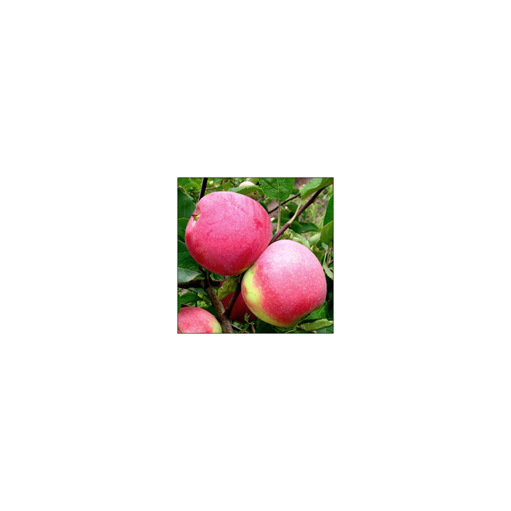 Слава Победителям