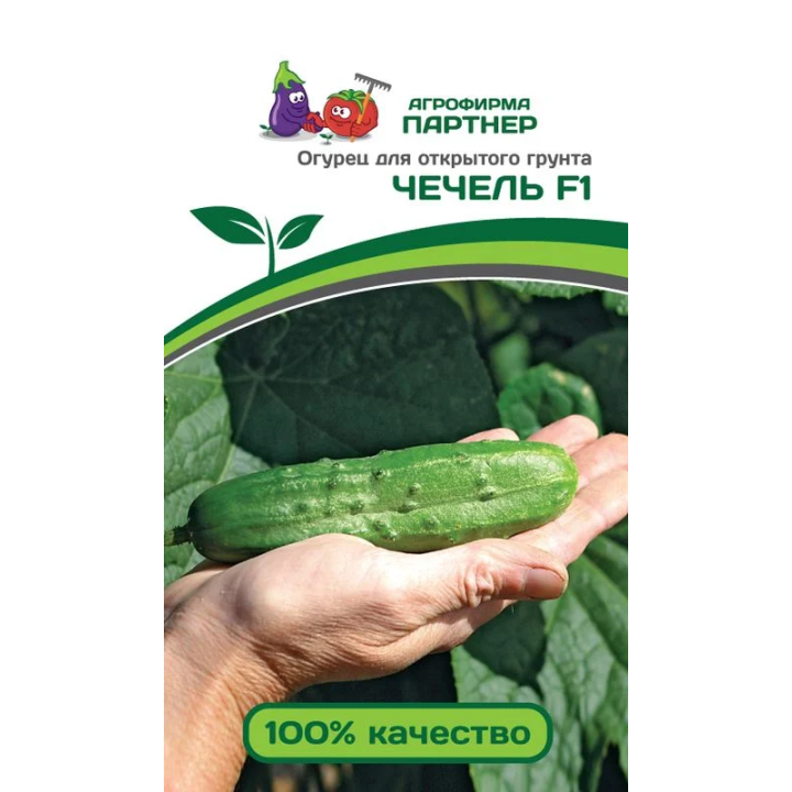 ЧЕЧЕЛЬ