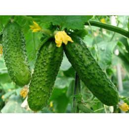 В 5016