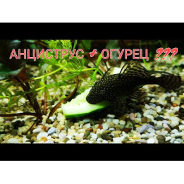 НЕОНОВЫЕ РЫБКИ
