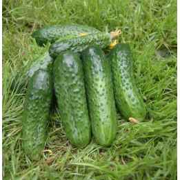 ЕНИСЕЙ