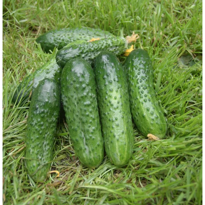 ЕНИСЕЙ