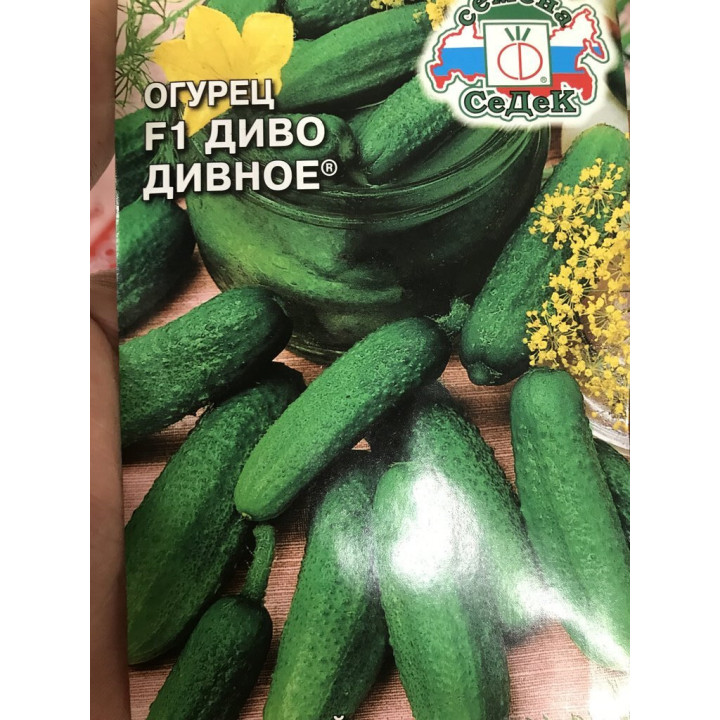 ЮЖНАЯ ДИВА