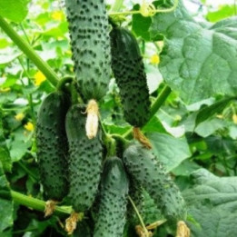 ЧАЙКОВСКИЙ