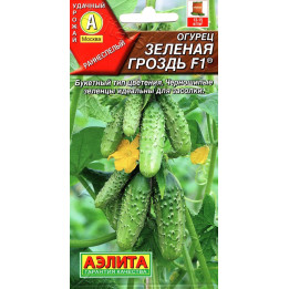 ЗЕЛЕНАЯ ГРОЗДЬ