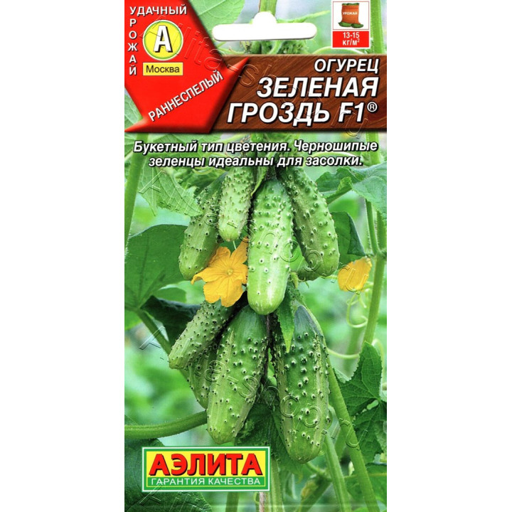 ЗЕЛЕНАЯ ГРОЗДЬ