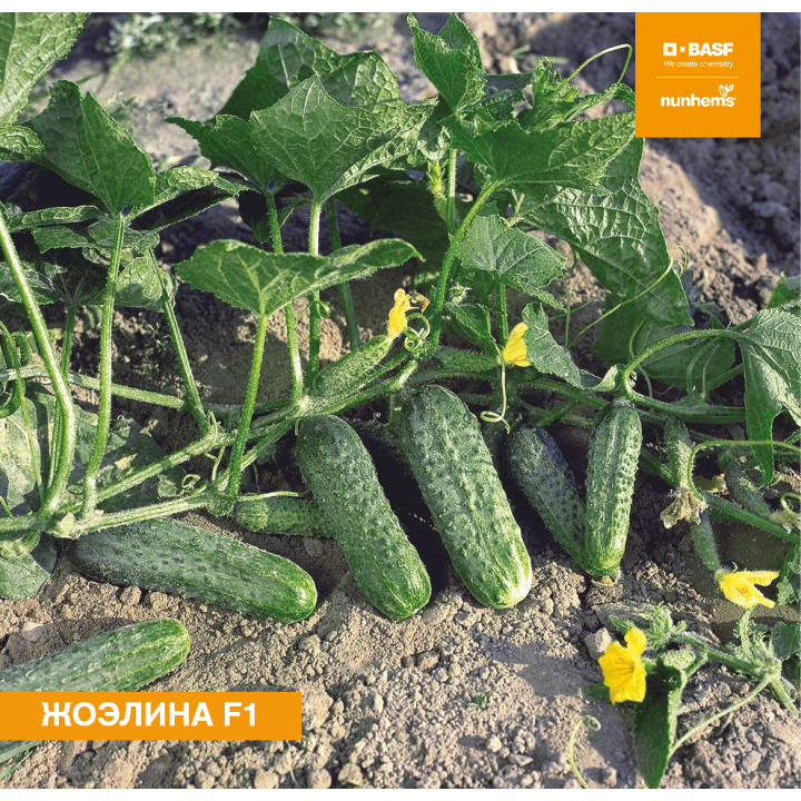 ЖОЭЛИНА