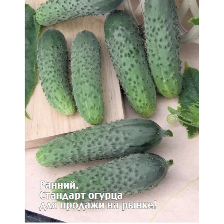 МОЦАРТ
