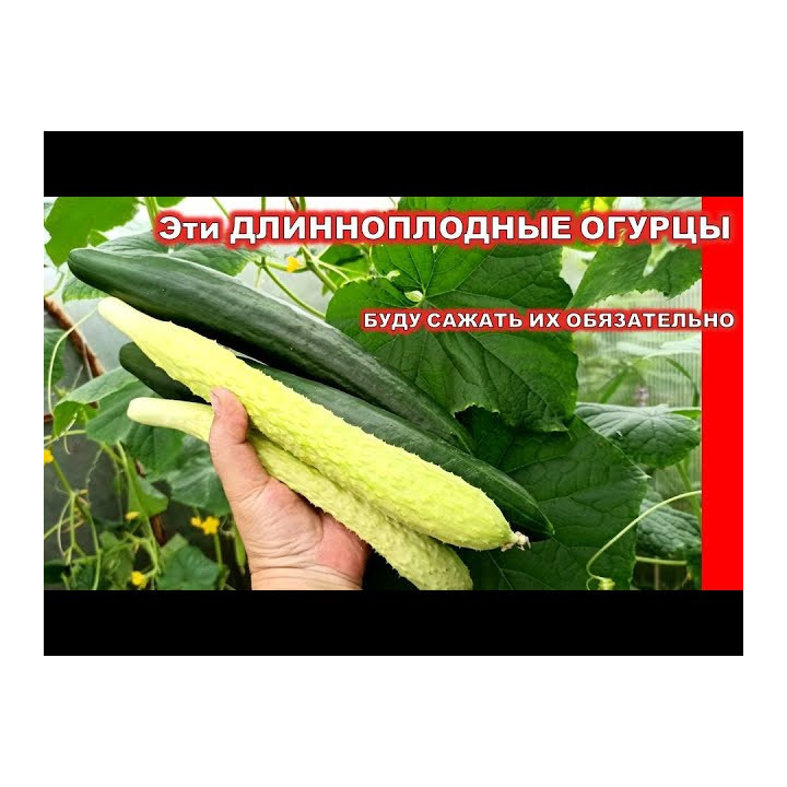 АДЗИИККАКУ