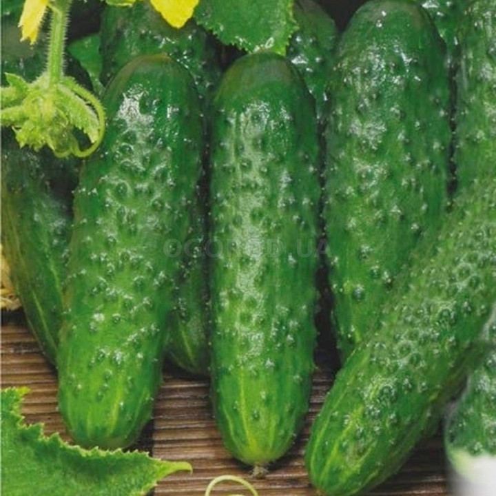 КАМИЛЛА