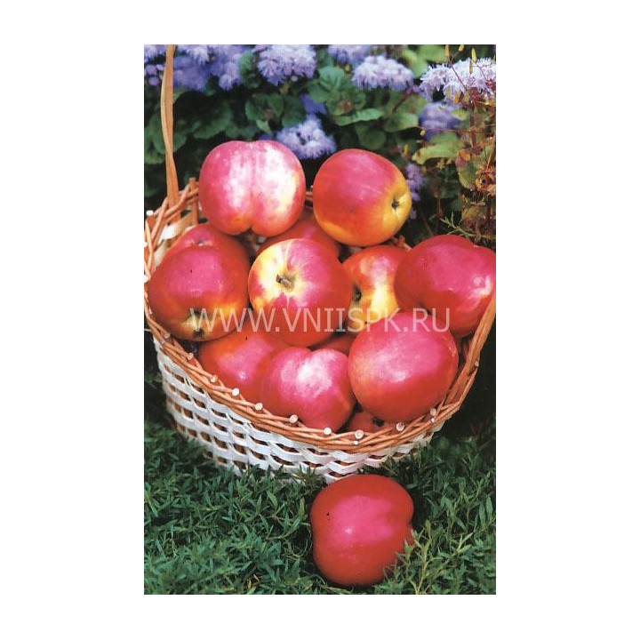 Августа