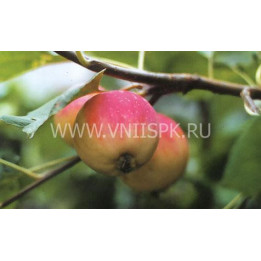 Августовское дальневосточное