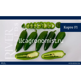 КОРТЕС