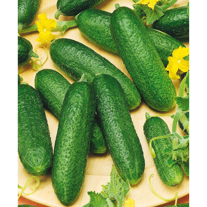 КЛАУД
