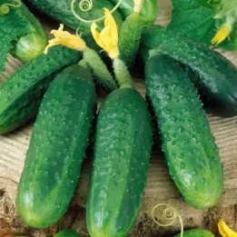 МАРИЯ