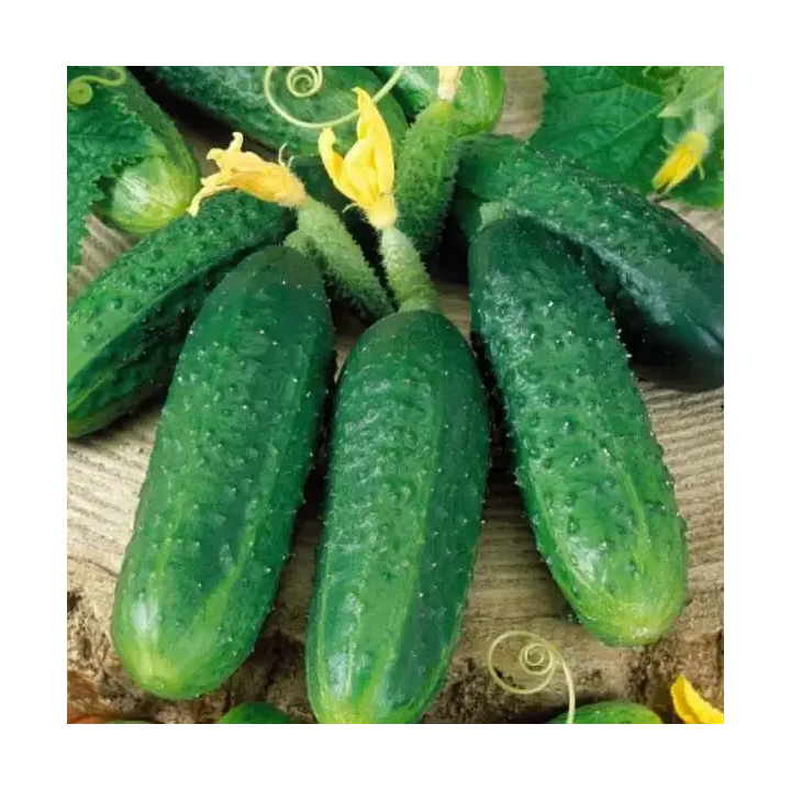 МАРИЯ