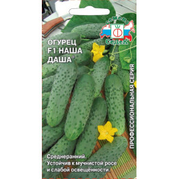 НАША ДАША