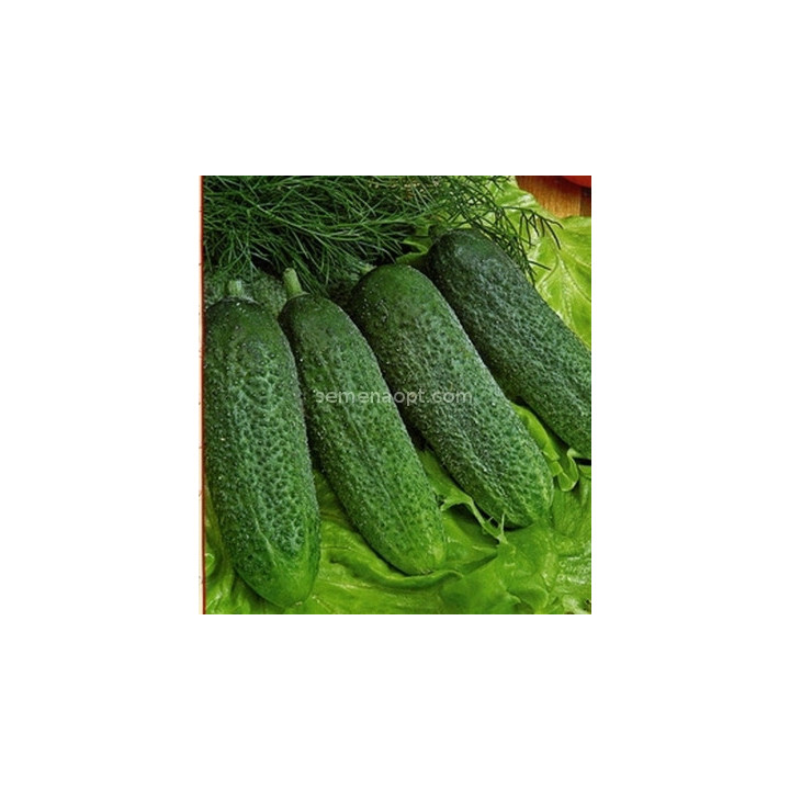 МАРИШКА
