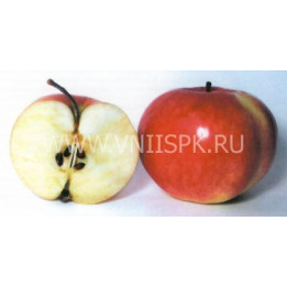 Бельфлер башкирский