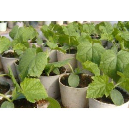 ВИЛЛИНА