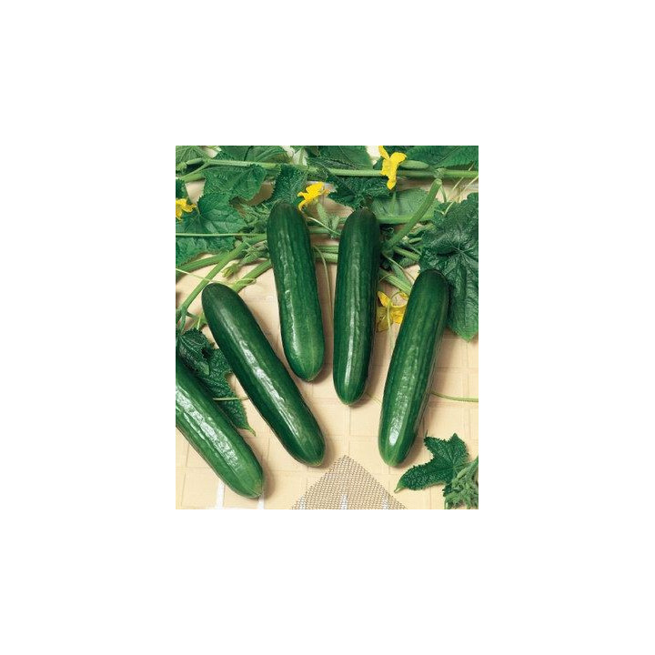 ХЭЛЛИ