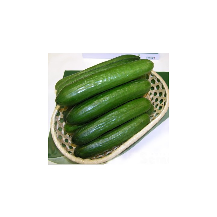 КАФКАС
