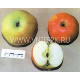 Бузовьязовское