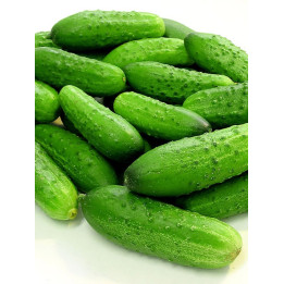 ЭЛЕГАНТ
