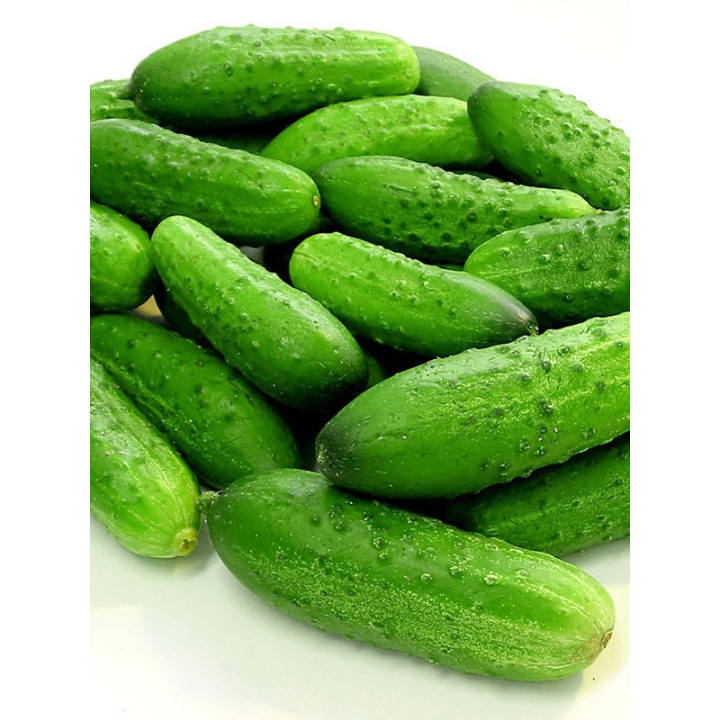 ЭЛЕГАНТ