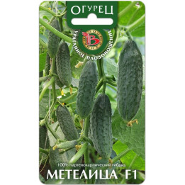 МЕТЕЛИЦА