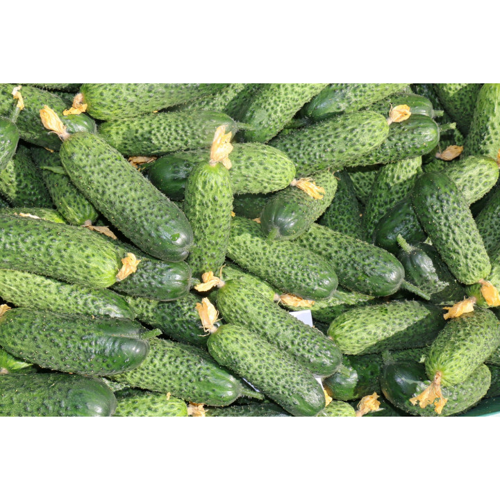 ЛУХОВИЦКИЙ
