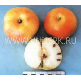Грив Руж (Грив Ред)