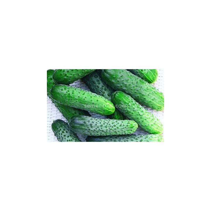 ЖУКОВСКИЙ