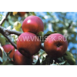 Джонатан (Хорошавка зимняя, Осламовское, Зимнее красное)