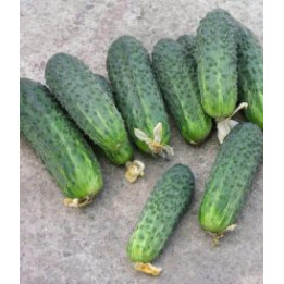 СОЛНЕЧНЫЙ