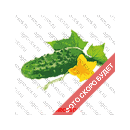 РЕГТАЙМ