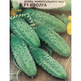 ИВОЛГА