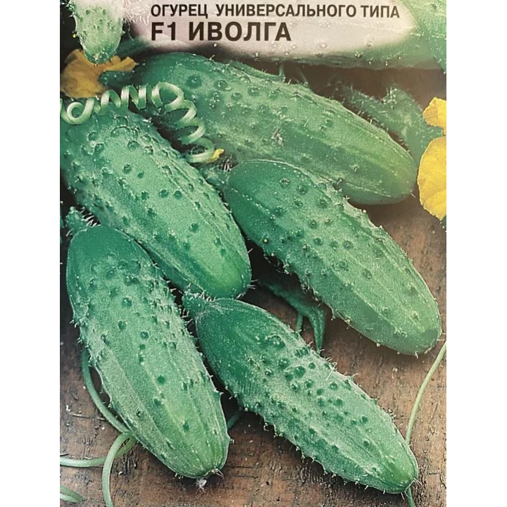 ИВОЛГА