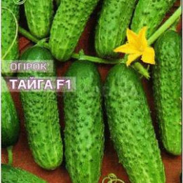 ТАЙГА