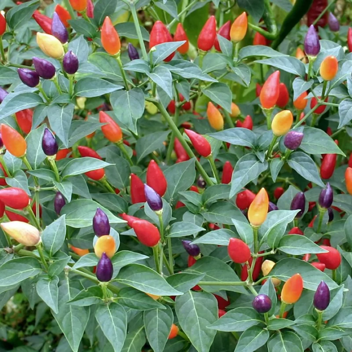 ФЕЙЕРВЕРК