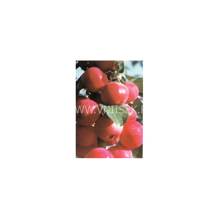 Дубровинка (Юбилейное)