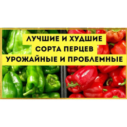ШАЛЬНАЯ ИМПЕРАТРИЦА