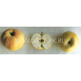 Казанищенское