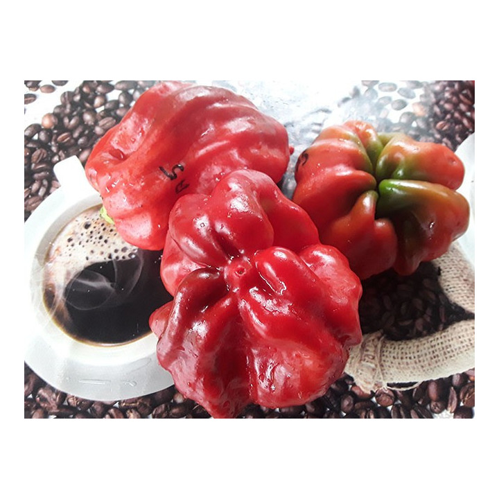 ШАРПЕЙ