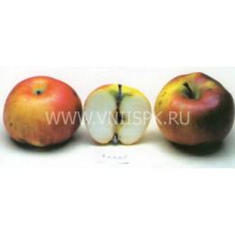Кортланд