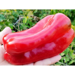МАККАБИ
