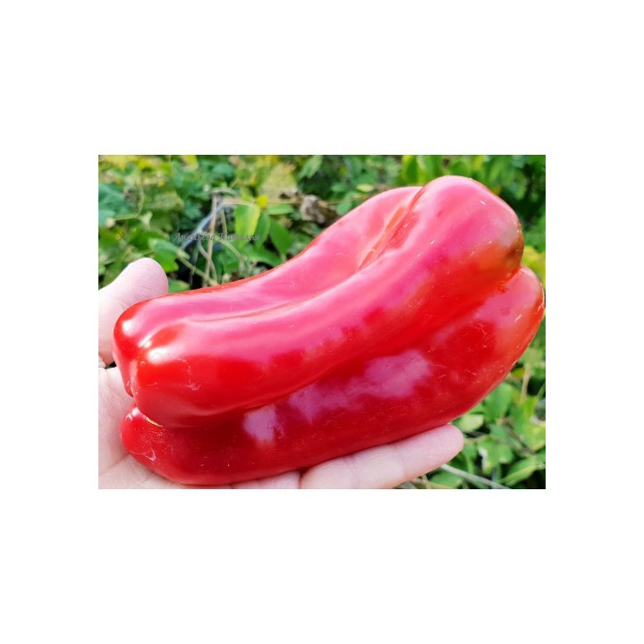 МАККАБИ