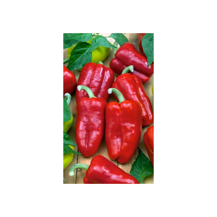 КРАСНЫЕ ЩЕЧКИ
