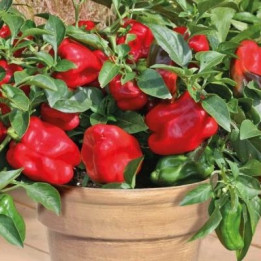 КУЗЯ